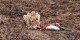 Tanzanie - 2010-09 - 243 - Serengeti - Guepard